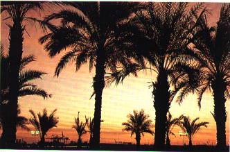 Palm trees at sunset!!